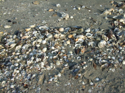 Mussel shells at the beach of Mamaia, Romania