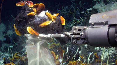 The robotic arm of the remotely operated vehicle MARUM-Quest is shown collecting Cycloclasticus-bearing mussels and oil-rich asphalts at a site of active gas emission in 3000 meters water depth. (MARUM – Center for Marine Environmental Sciences, Universit