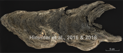 GeoB12353-11 carbonate crust 500dpi scan (Himmler et al. 2016 &2018)