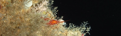 A shrimp among cold-water corals on the Irish Continental Slope. Photo: MARUM – Center for Marine Environmental Sciences, University of Bremen