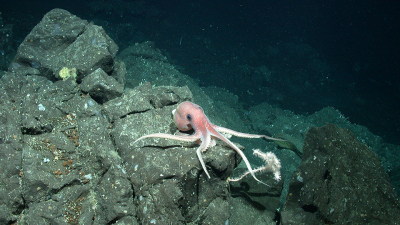 Ein Oktopus nähert sich einer auf Basaltbruchstücken aufgewachsenen Koralle in einer Wassertiefe von 900 Metern, aufgenommen mit dem Tauchroboter MARUM-QUEST. Foto: MARUM − Zentrum für Marine Umweltwissenschaften, Universität Bremen 