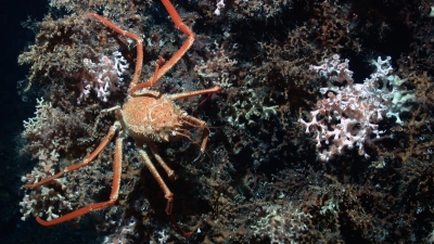 Deep-sea crab on reef-building cold-water corals in 800 meters water depth in the Menez Gwen hydrothermal field southwest of the Azores