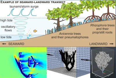 Simulation von Sedimenttransport und Hydrodynamik und Wechselwirkung mit Ökosystemen