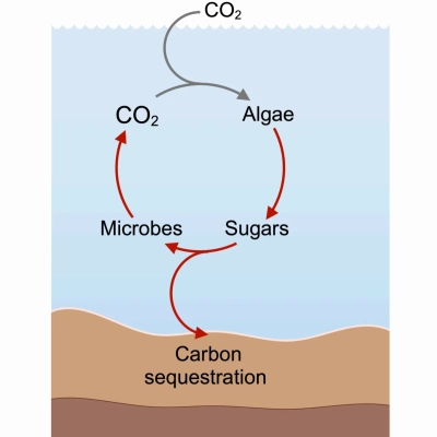 Der marine Kohlenstoffkreislauf (Bligh, M., et al. Curr Opin Chem Biol 71, 102204 (2022)  